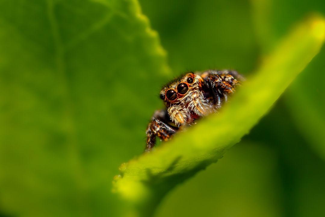 Photo Jumping spider
